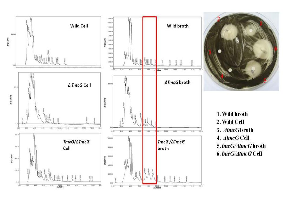 HPLC and antifungal analysis of tmcG mutant and complement strains