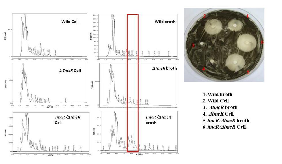 HPLC and antifungal analysis of tmcR mutant and complement strains