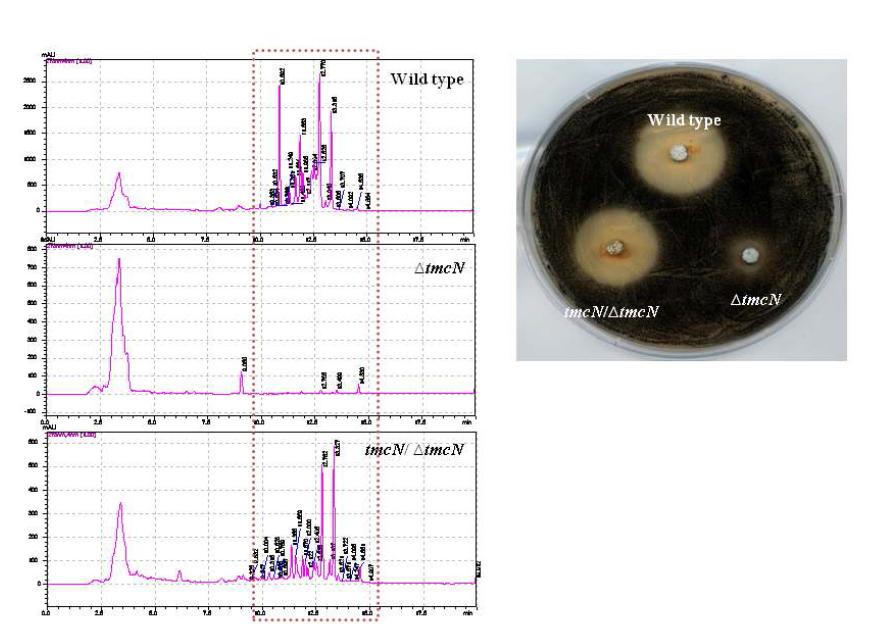 HPLC and antifungal analysis of tmcN mutant and complement strains