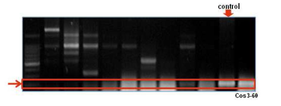 wblA-tmc screening by PCR from Streptomyces sp. CK4412