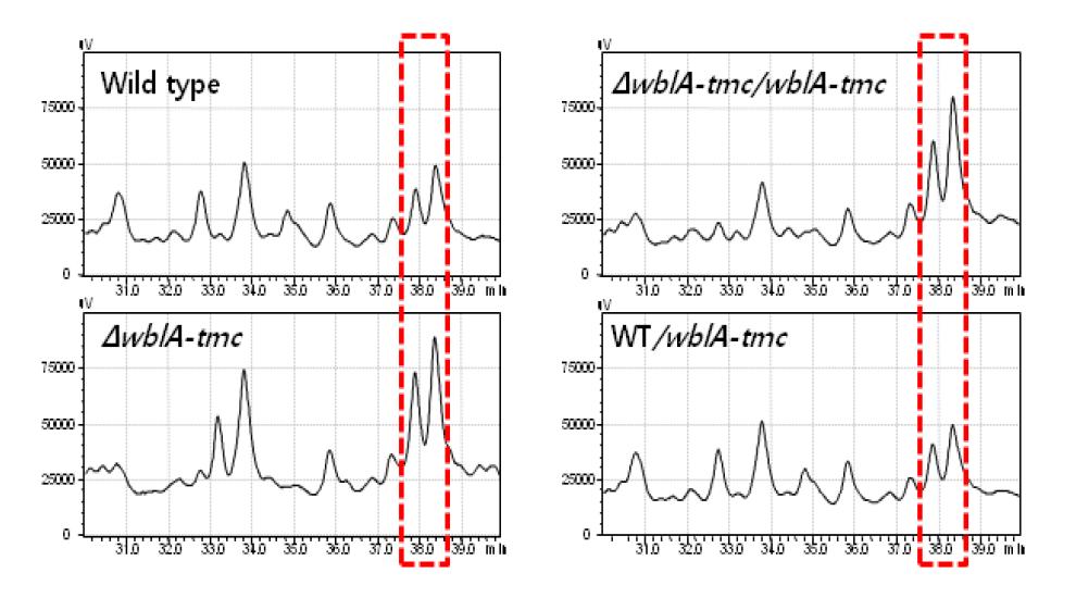 야생형 균주와 wblA-tmc mutant들의 HPLC 분석