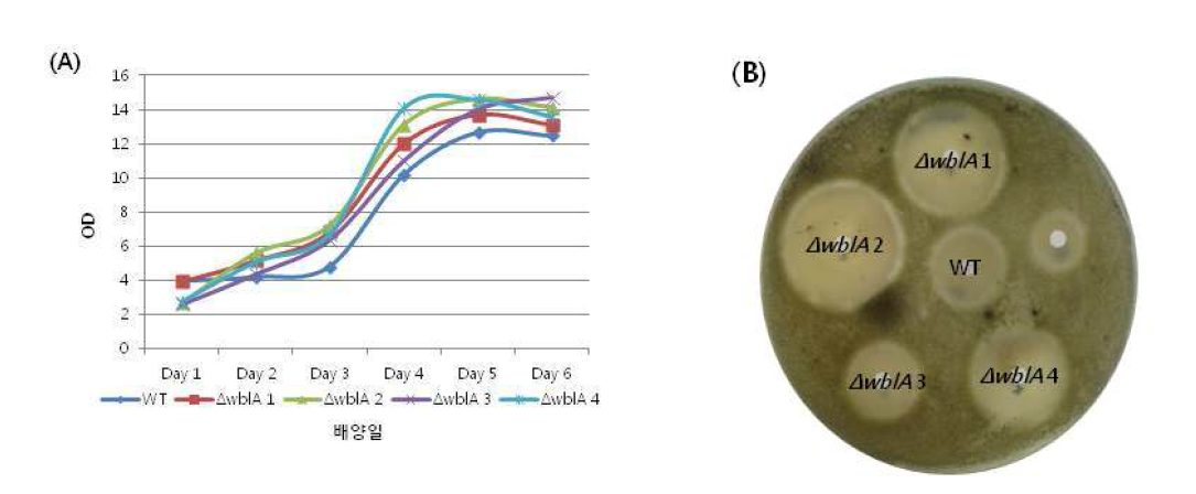 (A) ΔwblA-tmc 균주와 야생형 균주의 배양일별 생장곡선 (B) ΔwblA-tmc와 야생형 균주의 항진균 활성 비교
