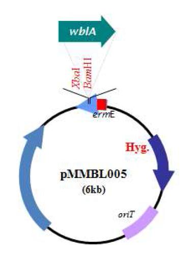 wblA-tmc의 보상과 과발현을 위해 제작된 pMMBL005