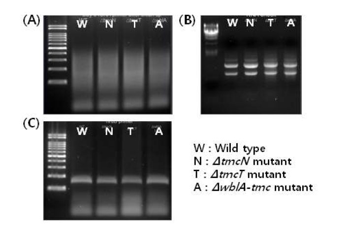 (A) PCR을 이용한 DNA 오염 확인 (B) 전기영동을 이용한 RNA 분리 확인 (C) hrdB primer를 이용한 cDNA 보정