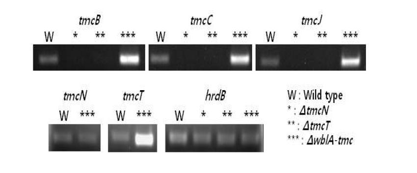 Gene expression analysis by RT-PCR