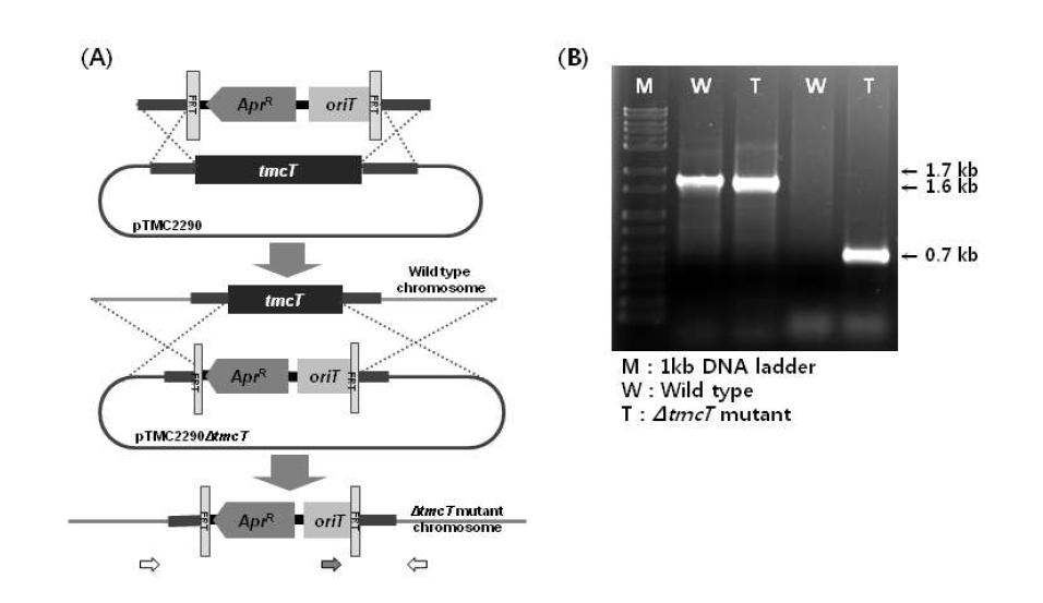 (A) PCR targeting system의 모식도 (B) Confirmation of constructed mutant by PCR method