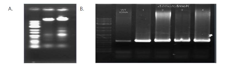 A. Genomic DNA of conjugants B. PCR analysis of conjugants