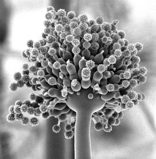 Antifungal assay에 이용한 Aspergillus niger