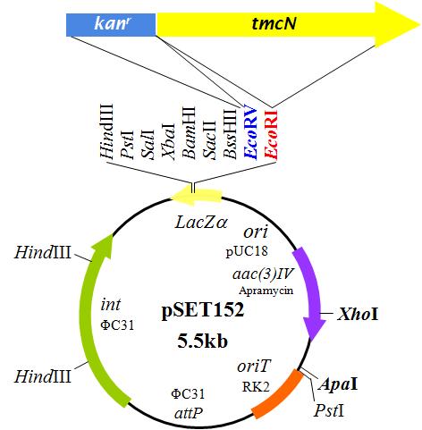 tmcN overexpression을 위한 pSET152 vector system