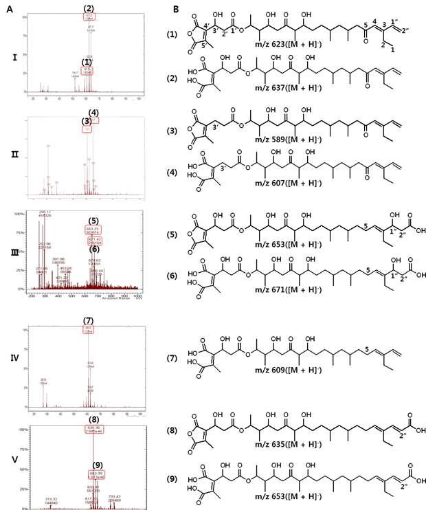 Mass analysis of TMC and TMC analogues. (A) ESI-mass traces. (B) Structure and molecular weight: (Ⅰ)-(1),(2) TMC from S. sp. CK4412. (Ⅱ)-(3),(4) 3’-dehydroxy TMC form ΔtmcG mutants strain. (Ⅲ)-(5),(6) 1“-hydroxy-carboxylic TMC from ΔtmcM mutant strain. (Ⅳ)-(7) 5-deoxy TMC frome ΔtmcR mutants strain. (Ⅴ)-(8),(9) Carboxylic TMC from ΔtmcK mutant strain.