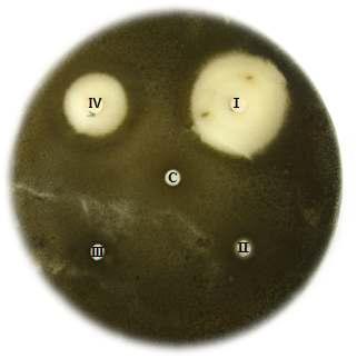 Antifungal activity.