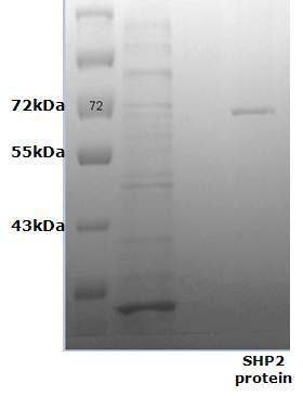 purified SHP2 enzyme