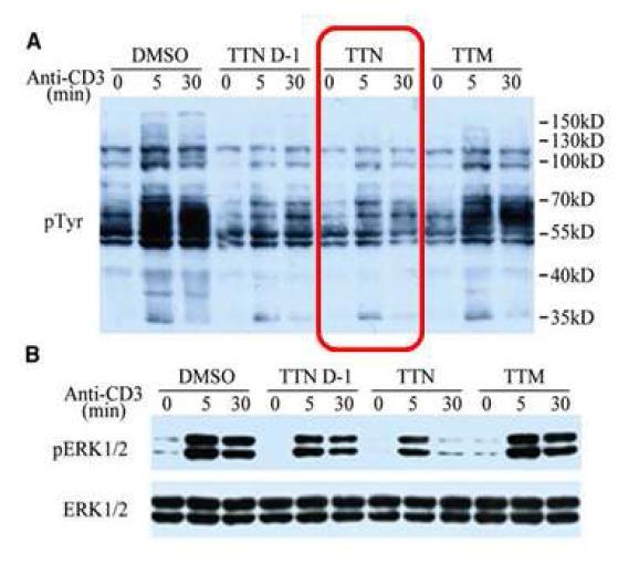 Effect of TTN and TTN-D on TCR-Mediated Signaling in Jurkat T Cells