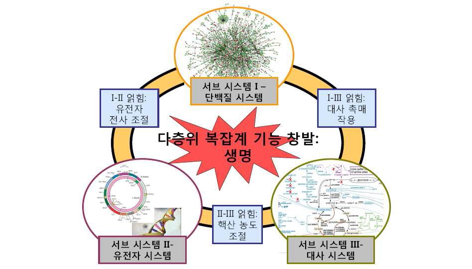 다층(Multiplex) 얽힘 구조를 갖는 복잡계의 예시: 세포 기능 시스템.