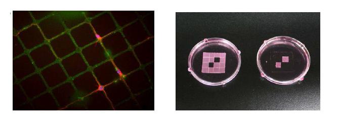 플렉시블 파라필름 기반 뉴런칩. (좌) 파라필름 위에 미세단백질 패턴을 따라 성장한 신경네트웍. (우) 파라필름의 가공성을 이용해 제작한 'cell-sticker' 배양 플랫폼.
