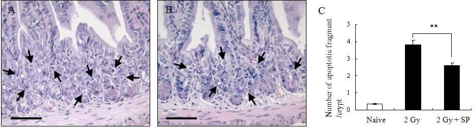 H&E 염색을 이용한 마우스 소장에서 apoptotic fragments 억제에 대한 해조 다당류의 효과