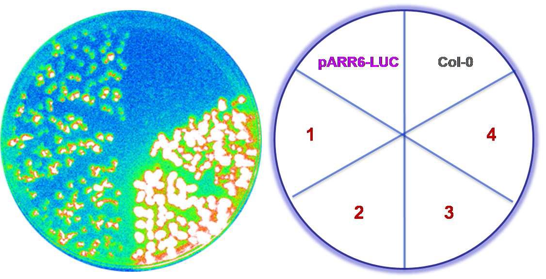 pARR6-LUC와 돌연변이체의 luciferase 활성비교