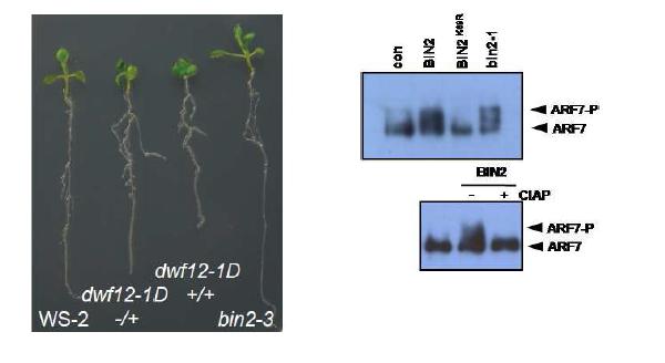 BIN2 돌연변이체에서의 곁뿌리 발달, BIN2 기능획득 돌연 변이체인 dwf12-1D 에서는 증가한 곁뿌리 발달과 기능손실 돌연변 이체인 bin2-3 감소한 곁뿌리 발달을 관찰할 수 있다