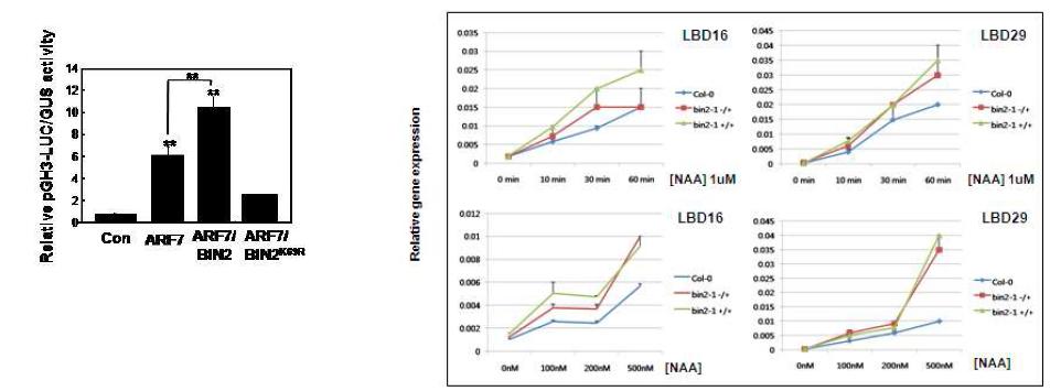 ARF7의 전사활성 변화 (좌) BIN2 돌연변이체에서 옥신 반응성 유전자들의 변화 (우)