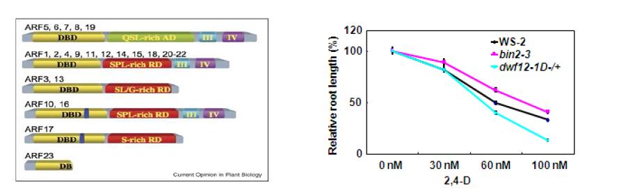 애기장대에 존재하는 옥신 전사인자들(좌).