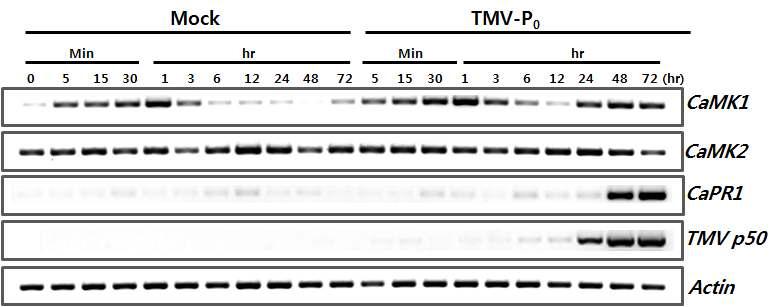 TM V-P0의 감염에 대한 CaM K 1과 CaM K 2의 mRNA변화를 RT-PCR로 확인.