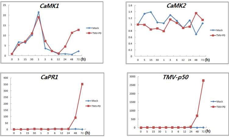 TM V-P0의 감염에 대한 CaM K 1과 CaM K 2의 mRNA변화를qRT-PCR로 확인.