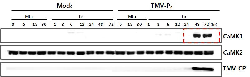 TM V-P0 감염에 대한 CaM K 1과 CaM K 2의 단백질 발현의 변화
