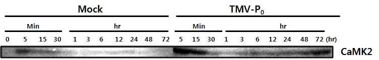 TM V-P0 감염에 대한 CaM K 1과 CaM K 2 효소활성의 변화.