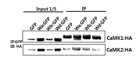 CaM K 1/2와 W RK Y a의 세포내 결합