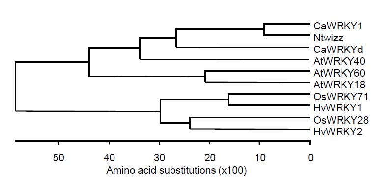 microarray를 통해 찾아낸 CaW RK Y d의 단백질 서열을 다른 식물의 W RK Y 와비교분석하였다