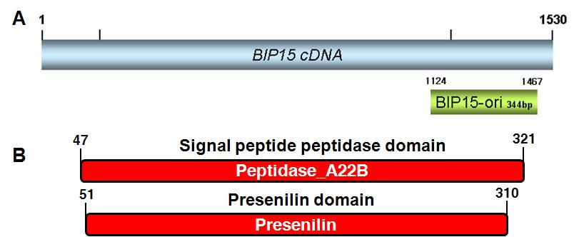 BIP15의 full length gene의 구조(A)와 단백질 domain(B)