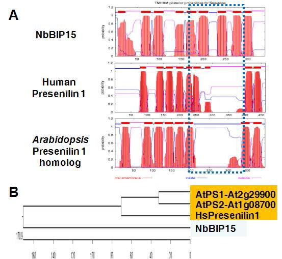 NbBIP15와 Human Presenillin, Arabidposis Presenillin의membrane topology 비교 (A).