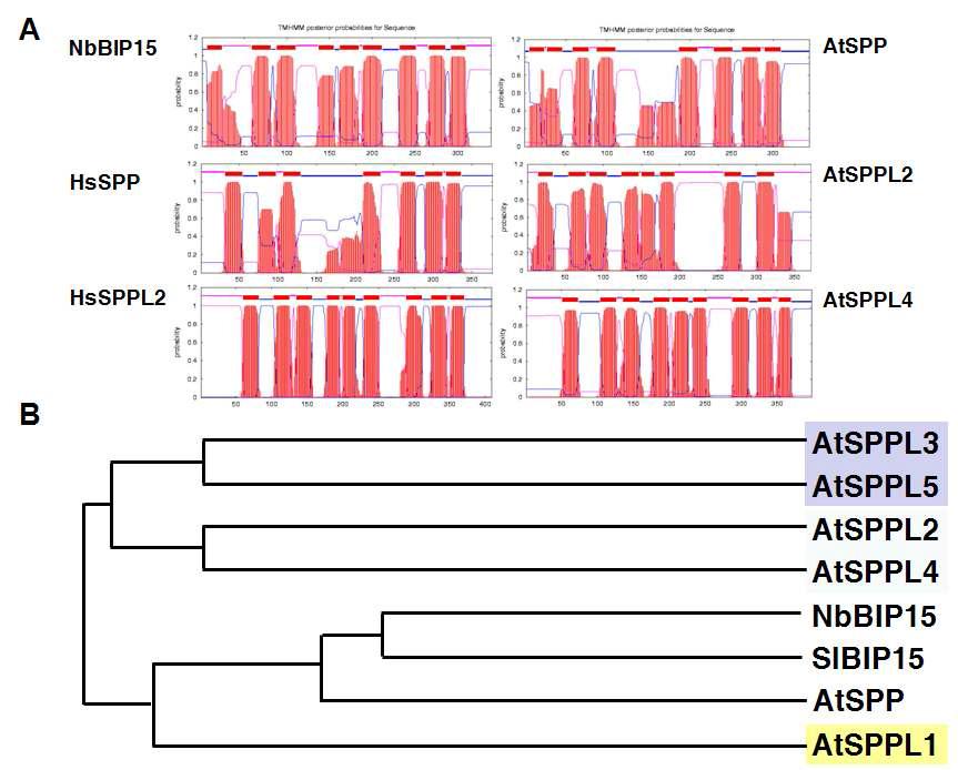 NbBIP15와 Human signal peptide peptidase, Arabidposis signalpeptide peptidase의 membrane topology 비교 (A).