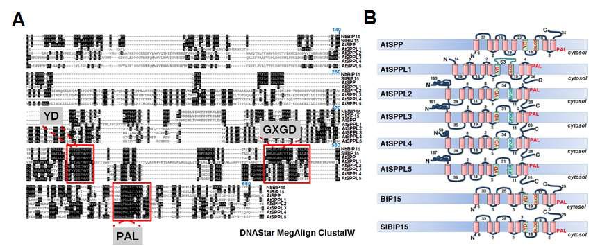 NbBIP15의 3개의 conserved domain은 aspartic protease 활성을 나타내는데 필수적인motif임 (A).