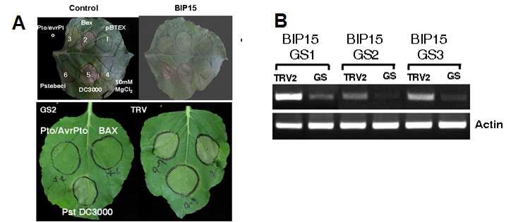 NbBI P 15 silencing에 의한 BAX에 의해 유도되는 cell death 및 P to/AvrP to특이적 HR반응의 억제(A) 및 RT-PCR을 이용한 NbBI P 15의 Gene silencing (B)