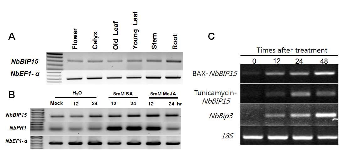 NbBI P 15 mRNA 조직 특이적 발현 및 유도 발현