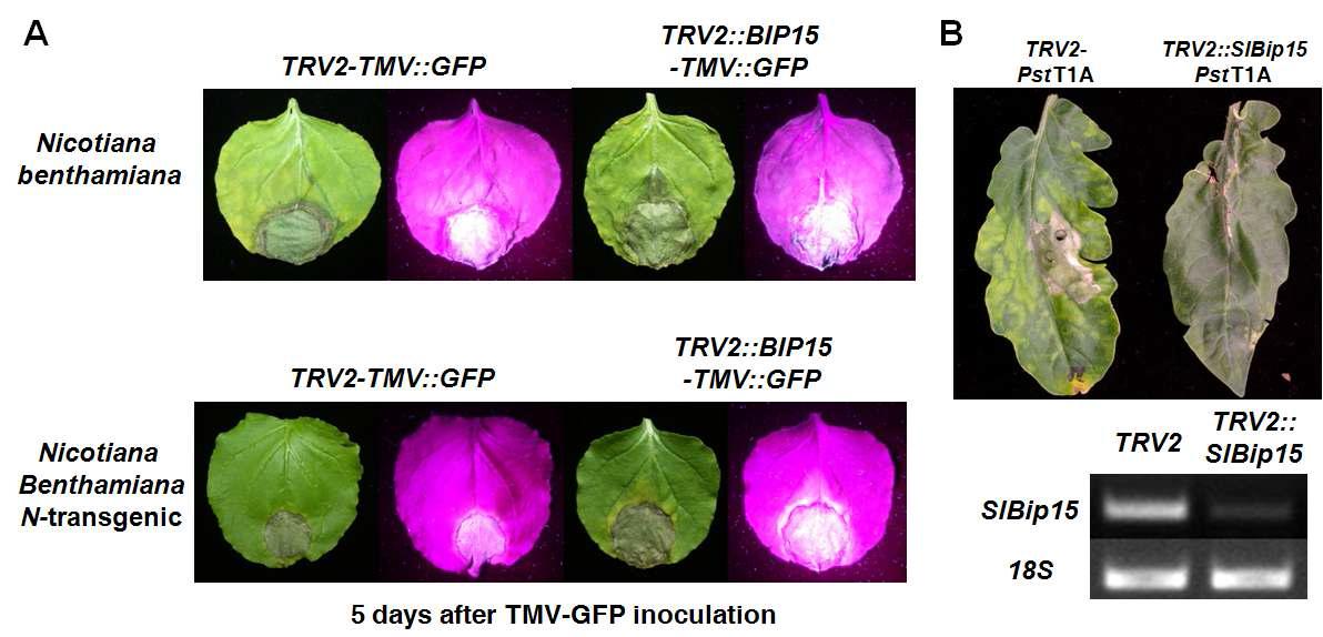 NbBI P 15 유전자 발현 억제를 통한 N -mediated resistance 발현의 억제(A)와SlBI P 15 유전자 발현 억제를 통한 P to-mediated resistance 억제 (B).