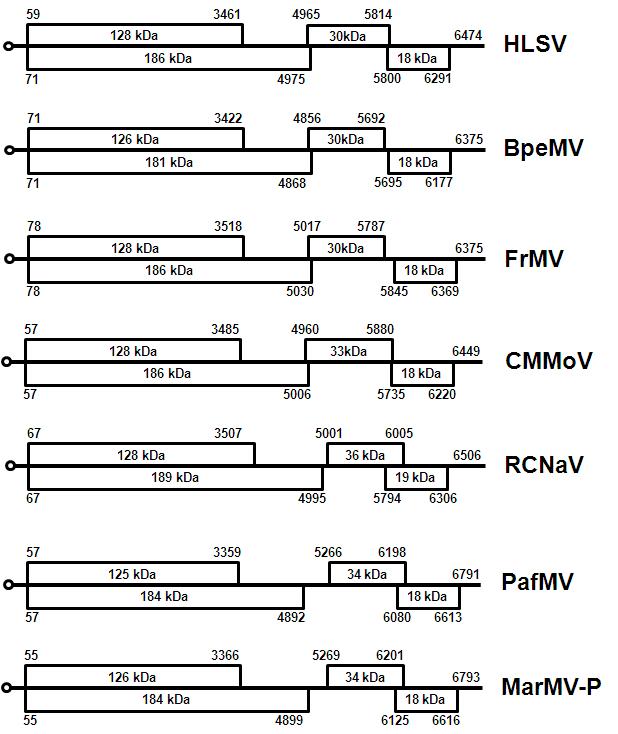 Schematic representation of the genome structure of HLSV (H ibiscus latent Singapore virus), BpeMV (Bell pepper mottle virus), FrMV (F rangipani mosaic virus), CMMoV (Cactus mild mottle virus), RCNaV (R attail cactus necrosis-associated virus), PafMV (P assionfruit mosaic virus) and MarMV-P (M aracuja mosaic virus).