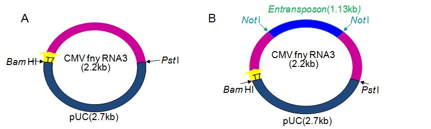 The schematic diagram of genome structure of CMV fny RNA3(A and B).