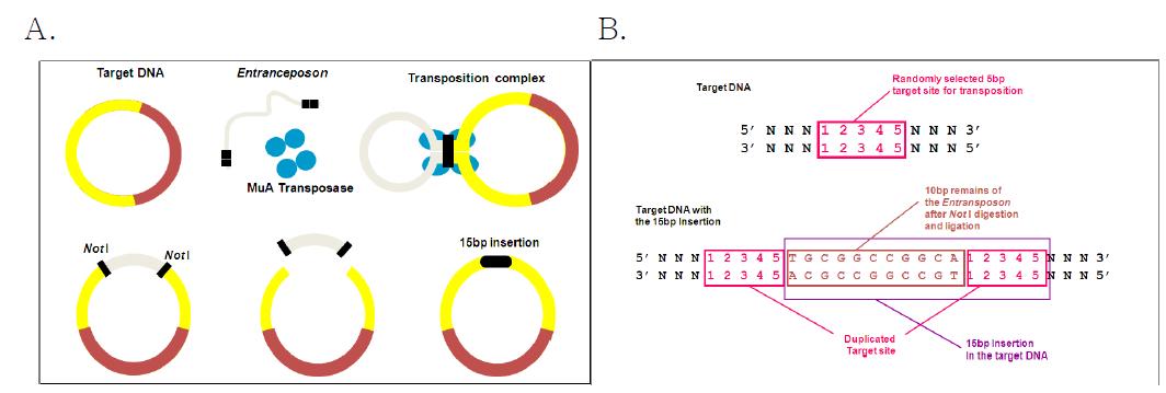 I n vitro transposition reaction and transformation of Mutation Generation System byFINNZYME (A). and Strategy of 15bp inserted mutant clone construction (B).