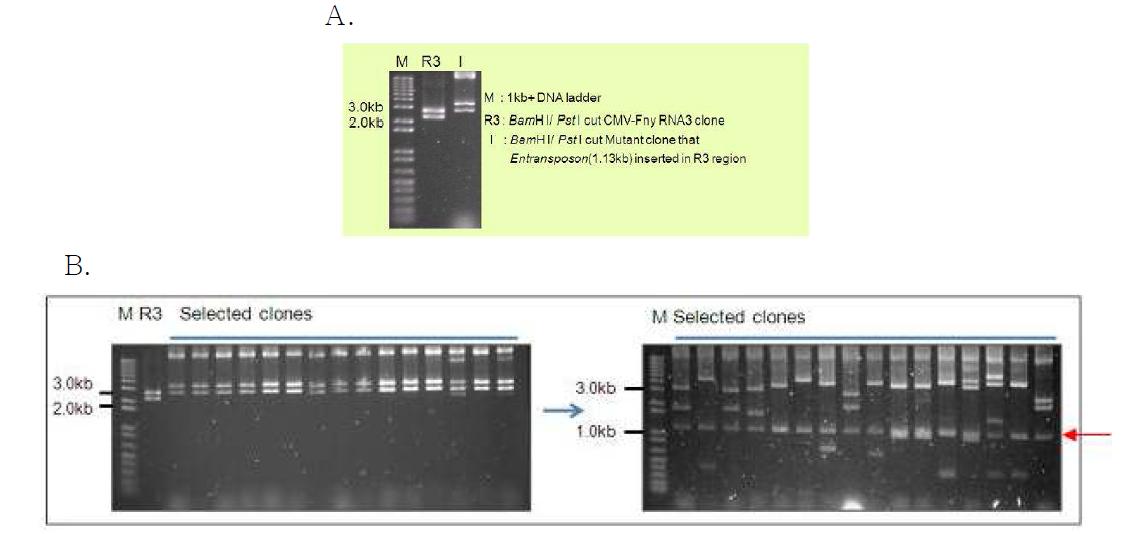 RFLP patterns of selected clones after MuA transposase reaction