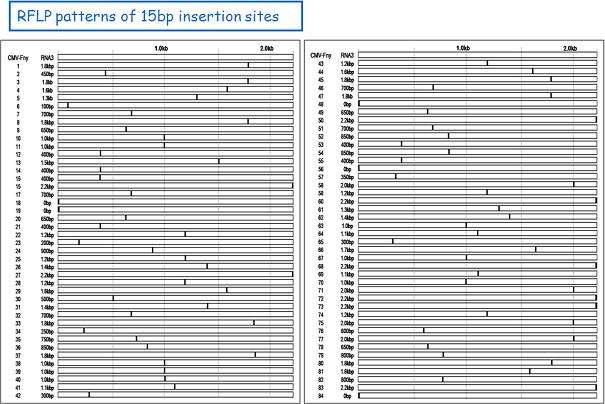 Predicted insertion patterns of selected RNA3 250 mutant clones from RFLP.