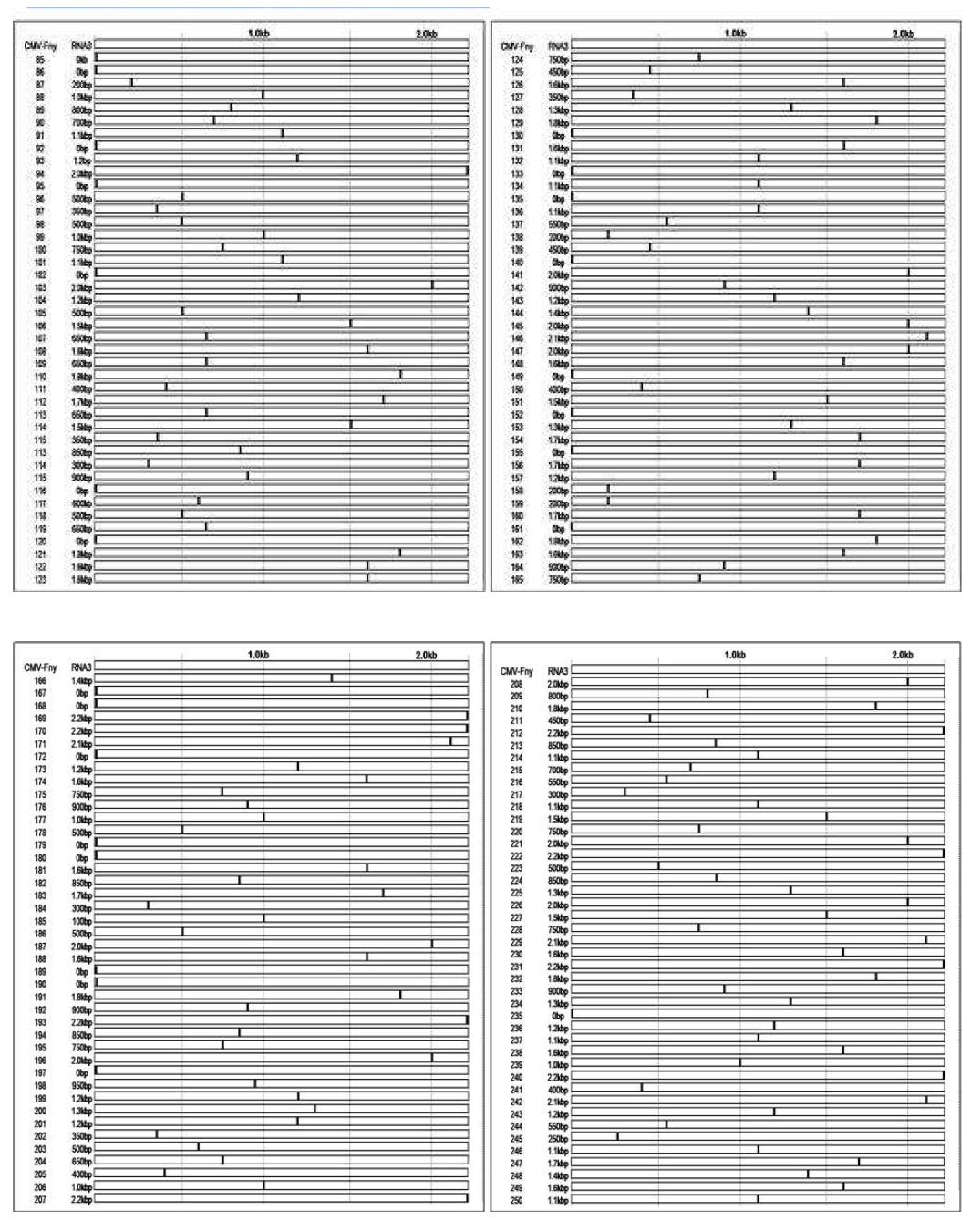 Predicted insertion patterns of selected RNA3 250 mutant clones from RFLP.