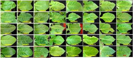 Symptoms of N. tabacum cv. Xanthi-nc showing various patternsinfected with transcripts of recombination mutant.