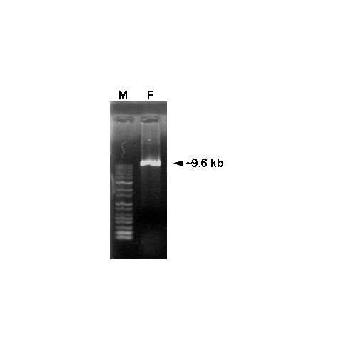 Putative full-length RT-PCR product of PepMoV-Vb1 cDNA. M. 1 kb DNA ladder