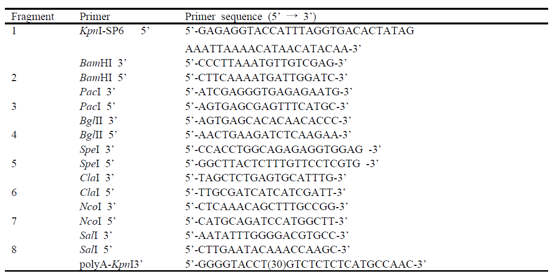 Primers used for construct and sequencing of the PepMoV-Vb1 full-length clone