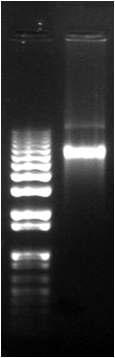 in vitro transcipt of PepMoV transcribed from full-length cDNA clone (pSP6PepMoV-Vb1).