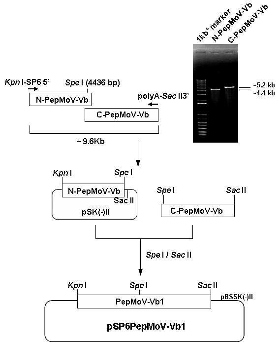 Construction procedure of the pSP6PepMoV-Vb1 vector with bacteriophage SP6 RNA promoter and RT-PCR products of PepMoV-Vb. N-PepMoV-Vb, RT-PCR product of N-terminus region