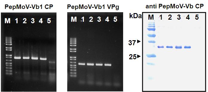 Detection of a viral-specific gene or protein from N.