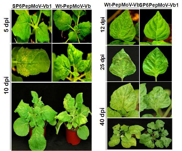 Symptoms on N. benthamiana (B) and C.